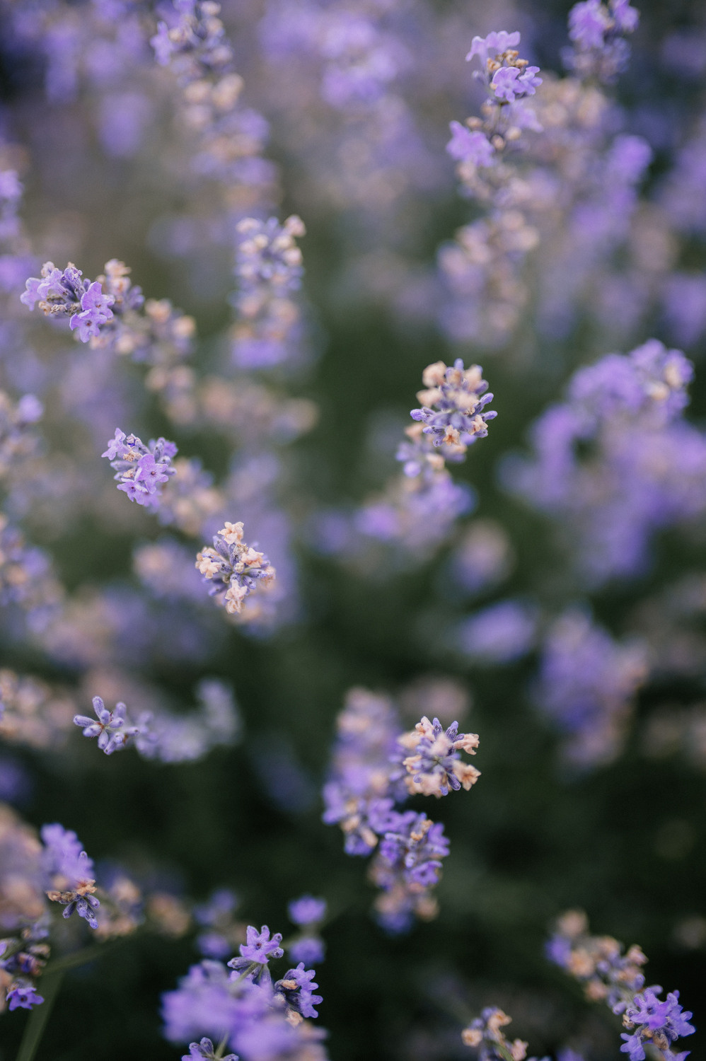 Lavender inspiration. Портретний та контент фотограф Київ