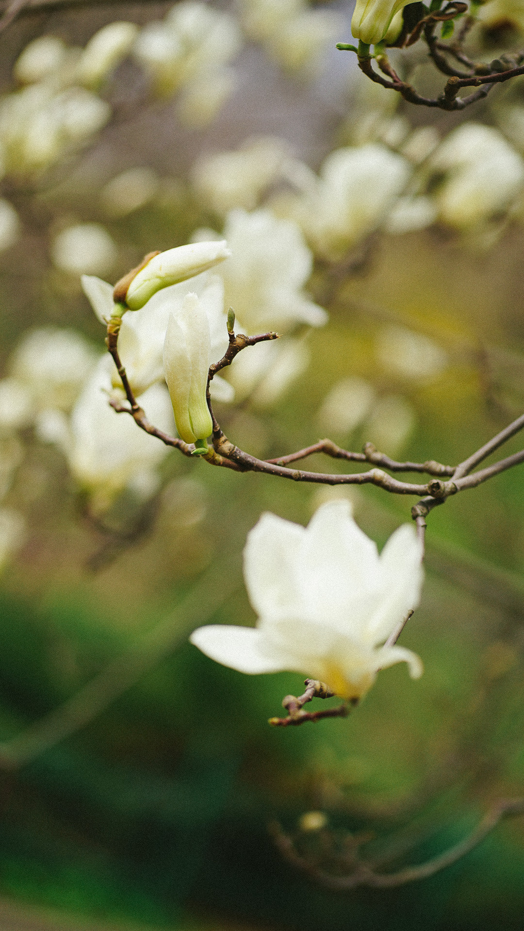 Весняні шпалери на телефон. Сімейний фотограф Київ Наталія Шкаврон