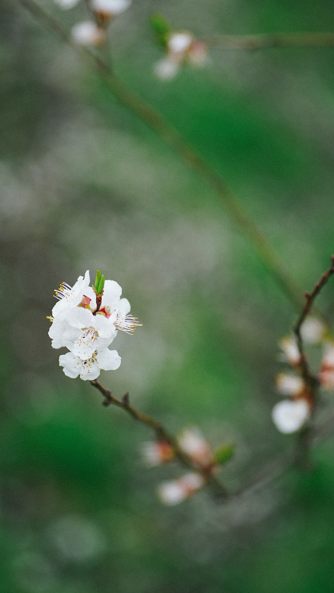 Весняні шпалери на телефон. Сімейний фотограф Київ Наталія Шкаврон