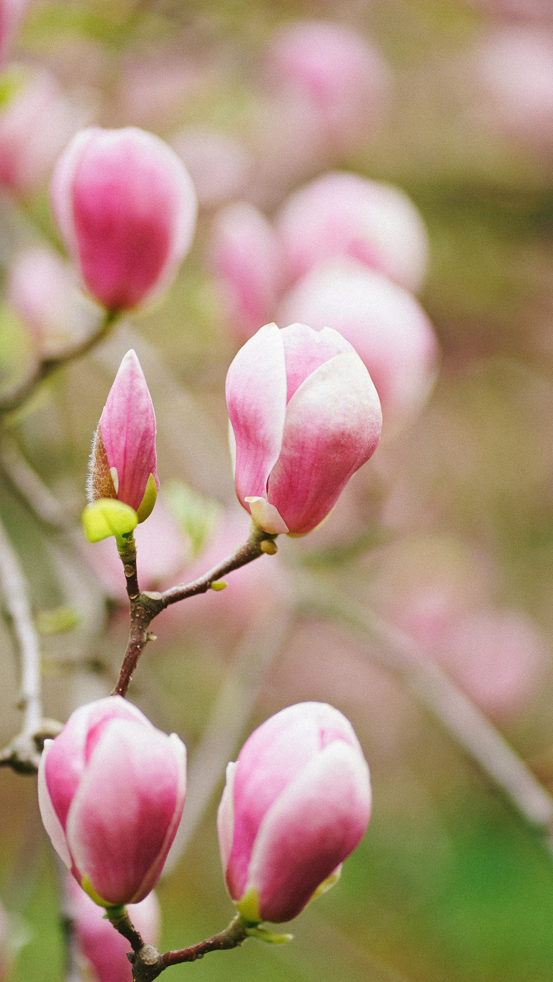 Весняні шпалери на телефон. Сімейний фотограф Київ Наталія Шкаврон