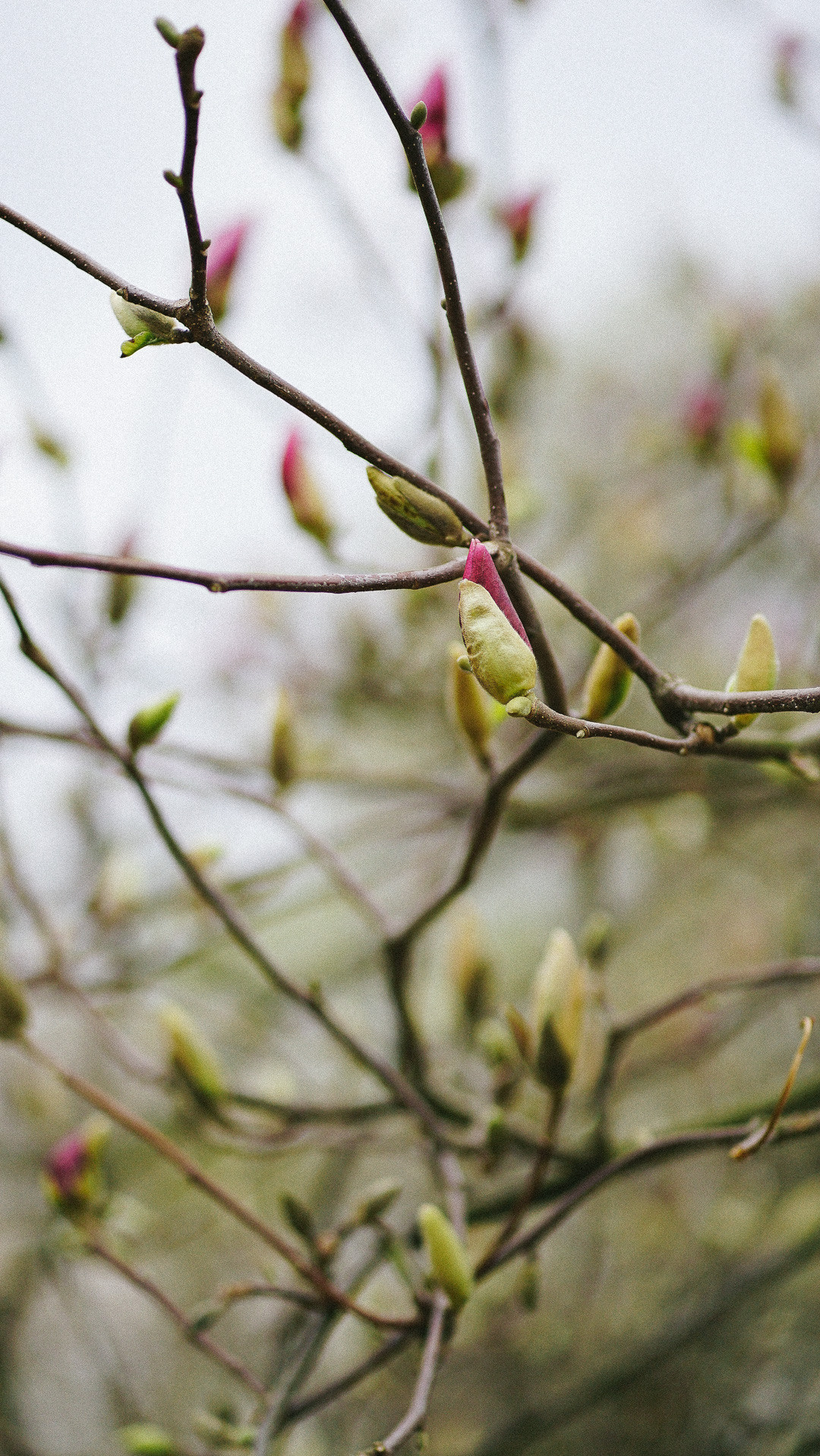 Весняні шпалери на телефон. Сімейний фотограф Київ Наталія Шкаврон