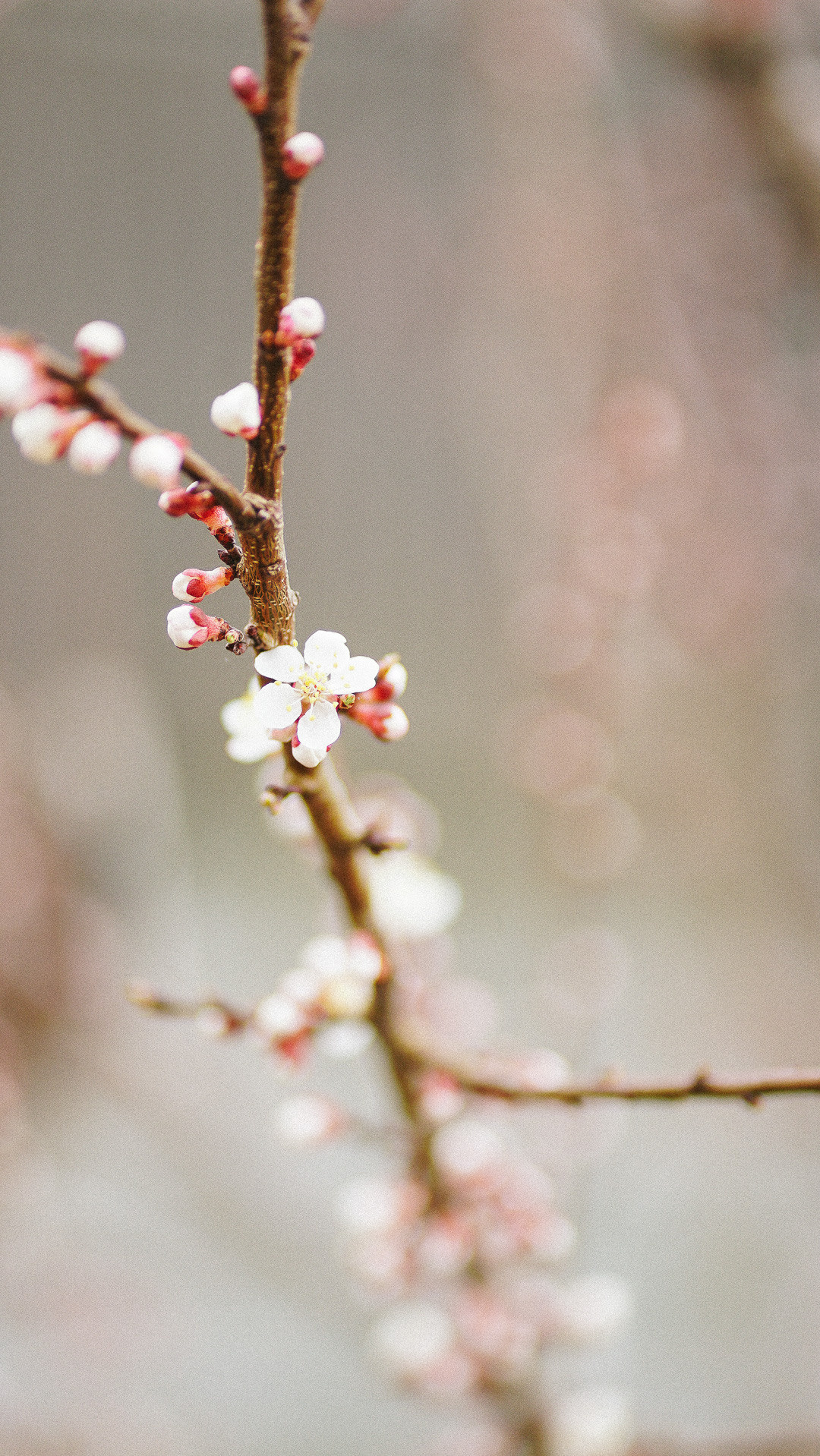 Весняні шпалери на телефон. Сімейний фотограф Київ Наталія Шкаврон