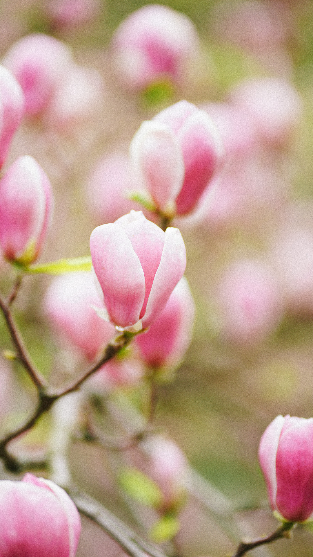 Весняні шпалери на телефон. Сімейний фотограф Київ Наталія Шкаврон