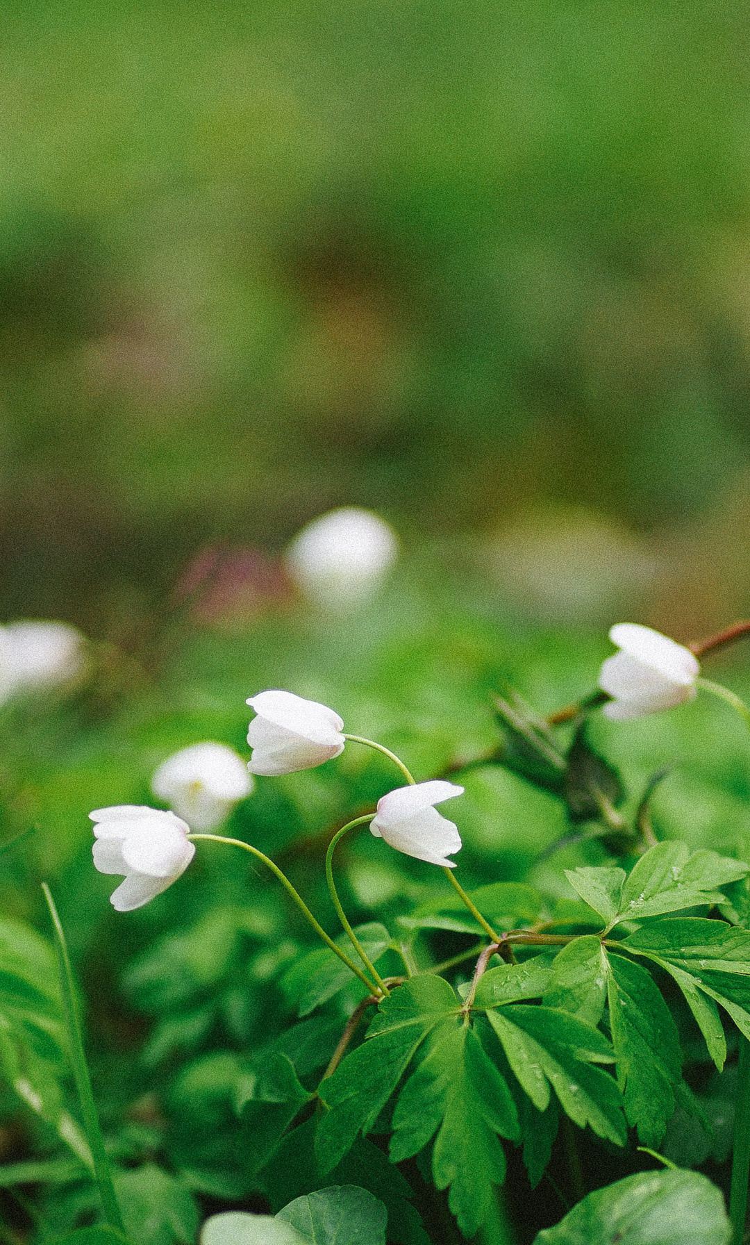 Весняні шпалери на телефон. Сімейний фотограф Київ Наталія Шкаврон
