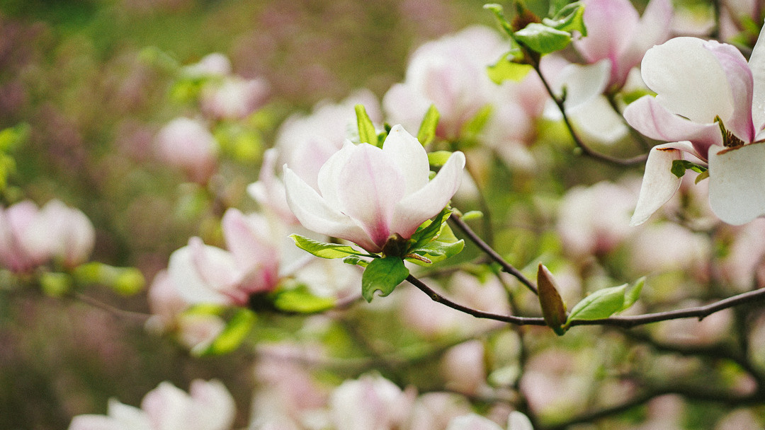 Весняні шпалери на телефон. Сімейний фотограф Київ Наталія Шкаврон