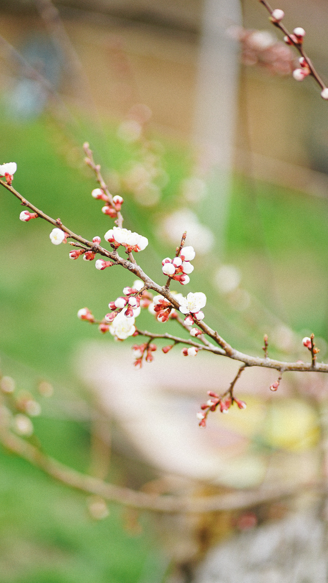 Весняні шпалери на телефон. Сімейний фотограф Київ Наталія Шкаврон