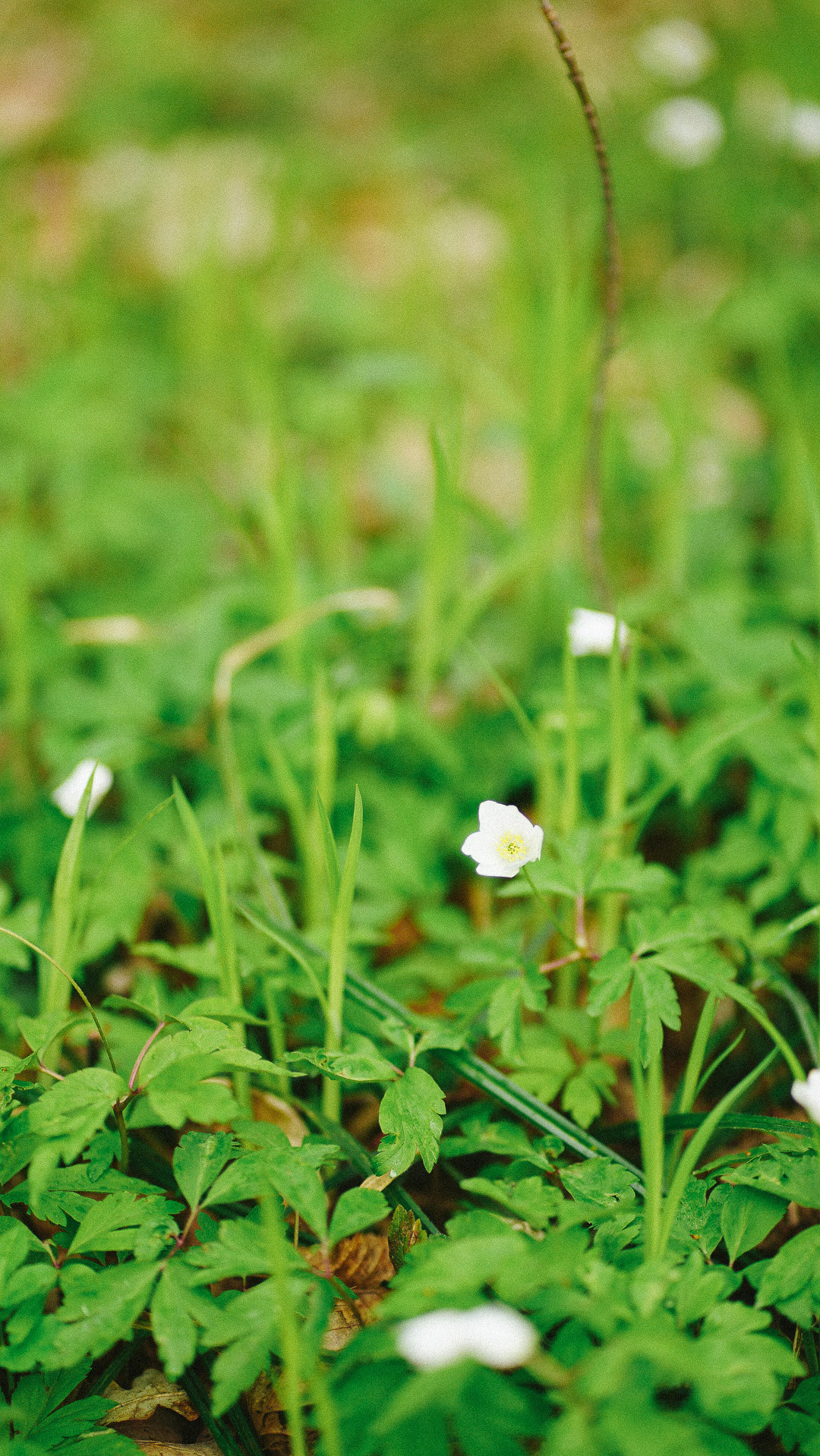 Весняні шпалери на телефон. Сімейний фотограф Київ Наталія Шкаврон