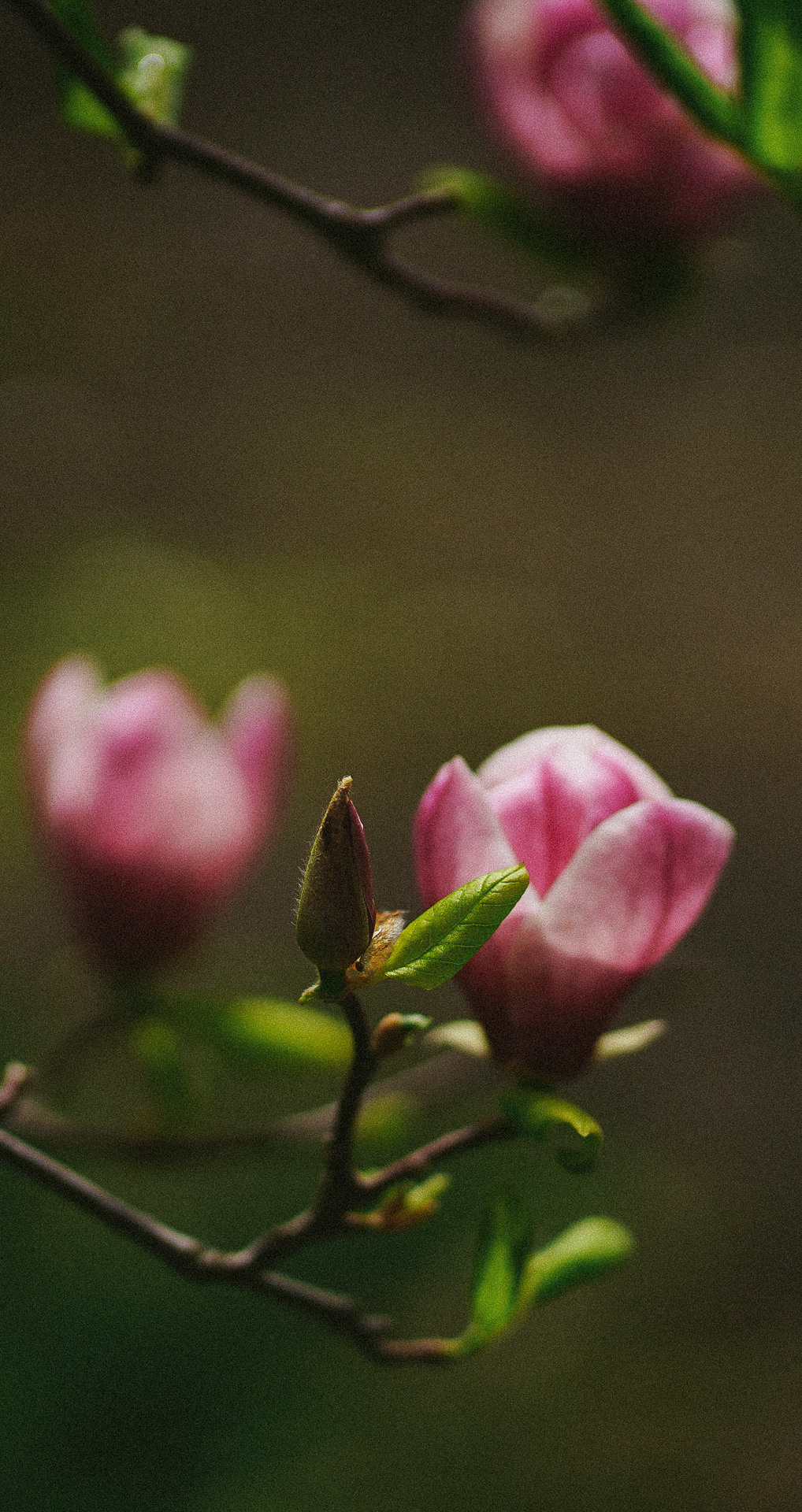 Весняні шпалери на телефон. Сімейний фотограф Київ Наталія Шкаврон