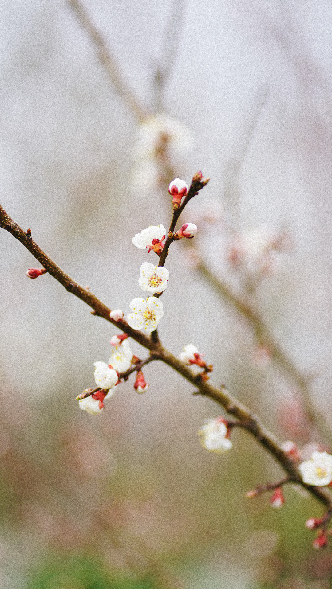 Весняні шпалери на телефон. Сімейний фотограф Київ Наталія Шкаврон