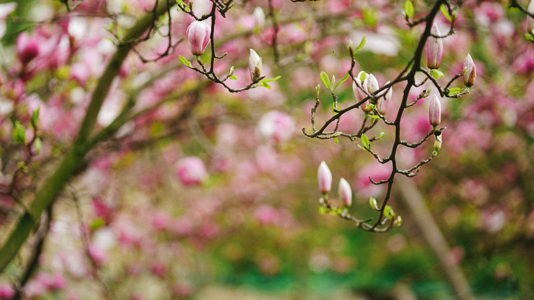 Весняні шпалери на телефон. Сімейний фотограф Київ Наталія Шкаврон