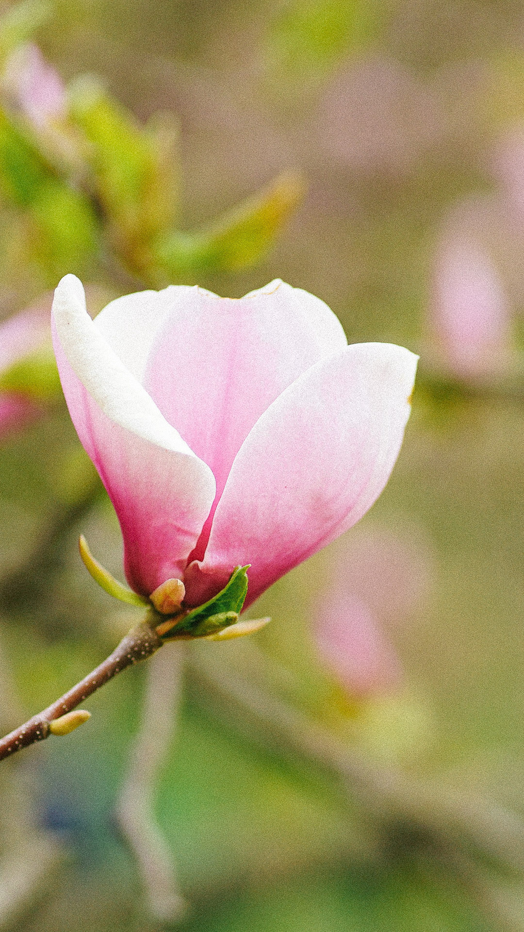 Весняні шпалери на телефон. Сімейний фотограф Київ Наталія Шкаврон