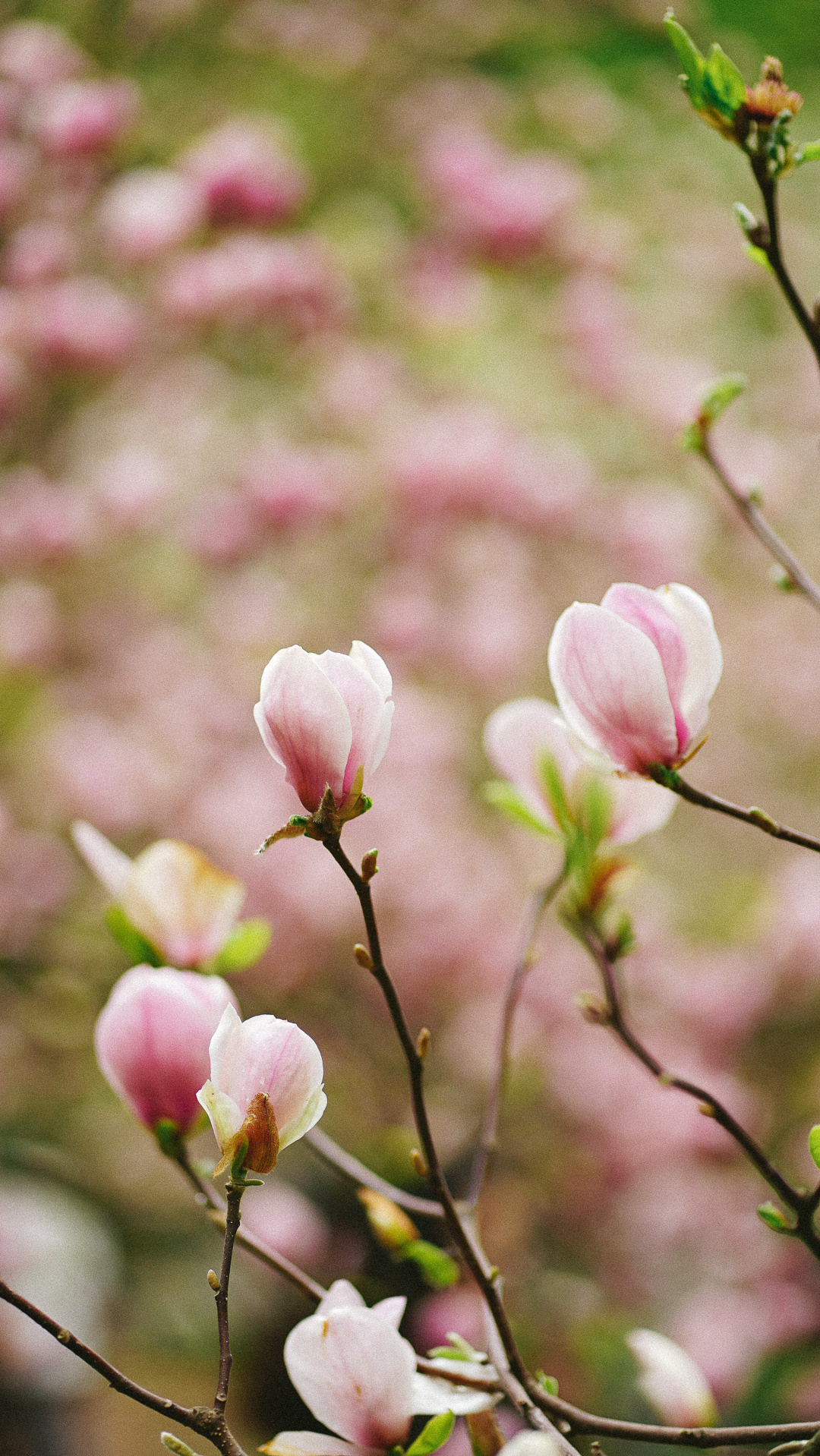 Весняні шпалери на телефон. Сімейний фотограф Київ Наталія Шкаврон