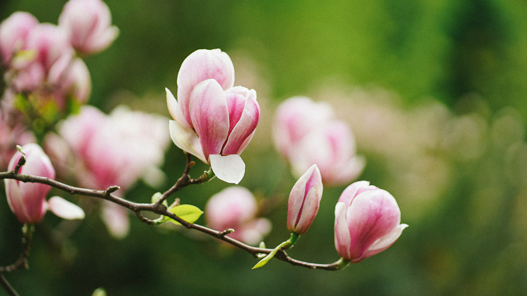 Весняні шпалери на телефон. Сімейний фотограф Київ Наталія Шкаврон