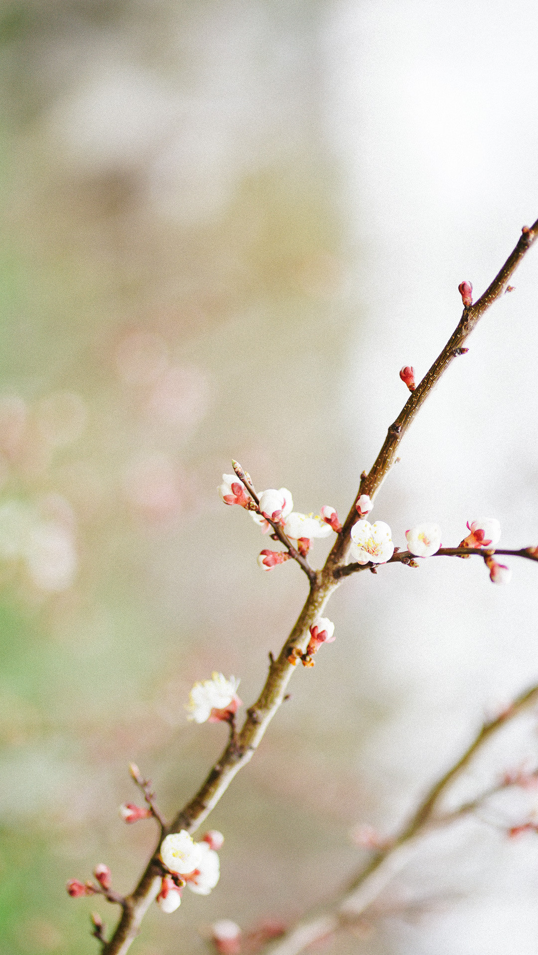 Весняні шпалери на телефон. Сімейний фотограф Київ Наталія Шкаврон