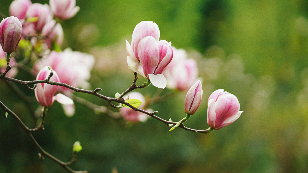 Весняні шпалери на телефон. Сімейний фотограф Київ Наталія Шкаврон