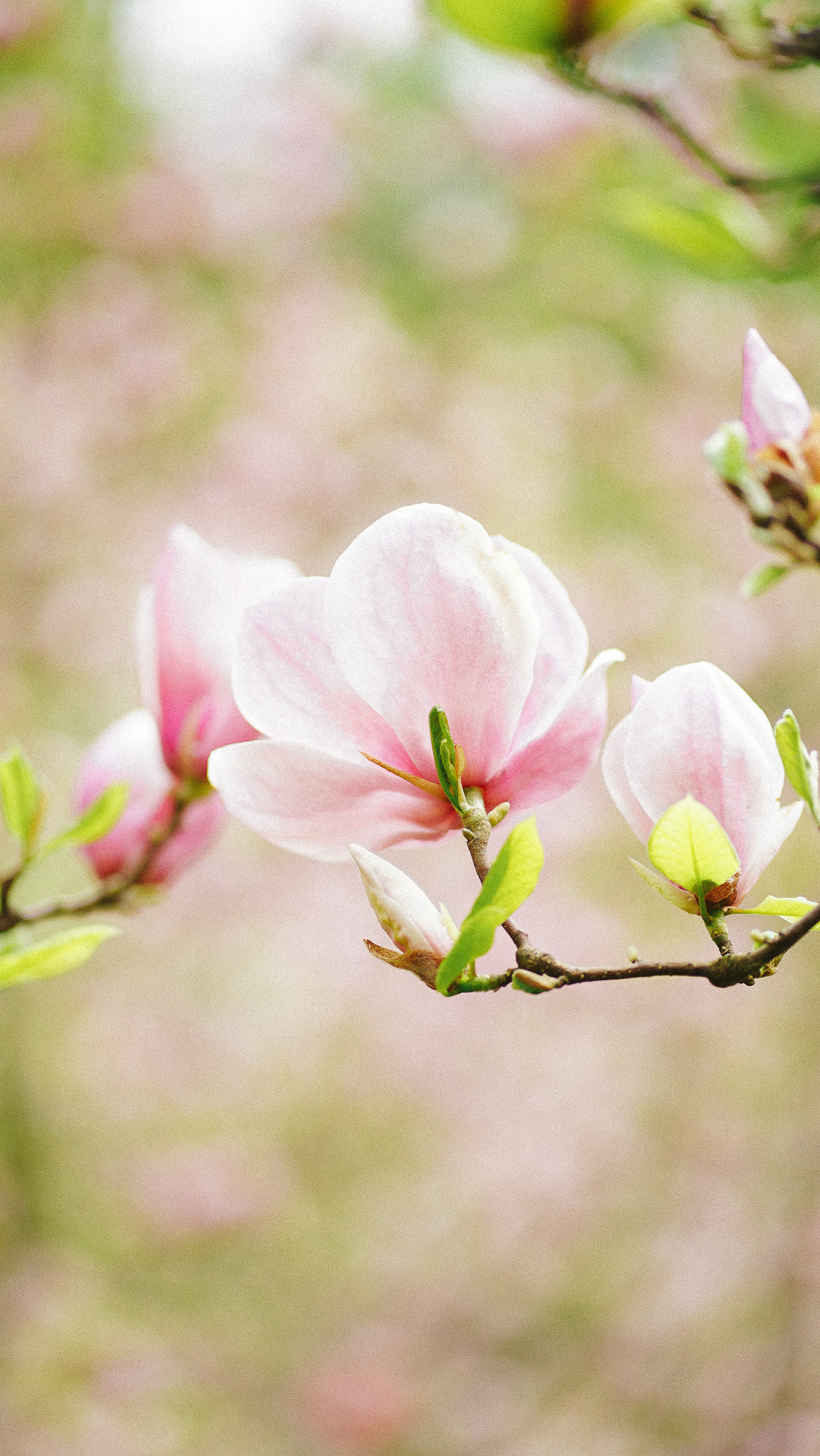 Весняні шпалери на телефон. Сімейний фотограф Київ Наталія Шкаврон