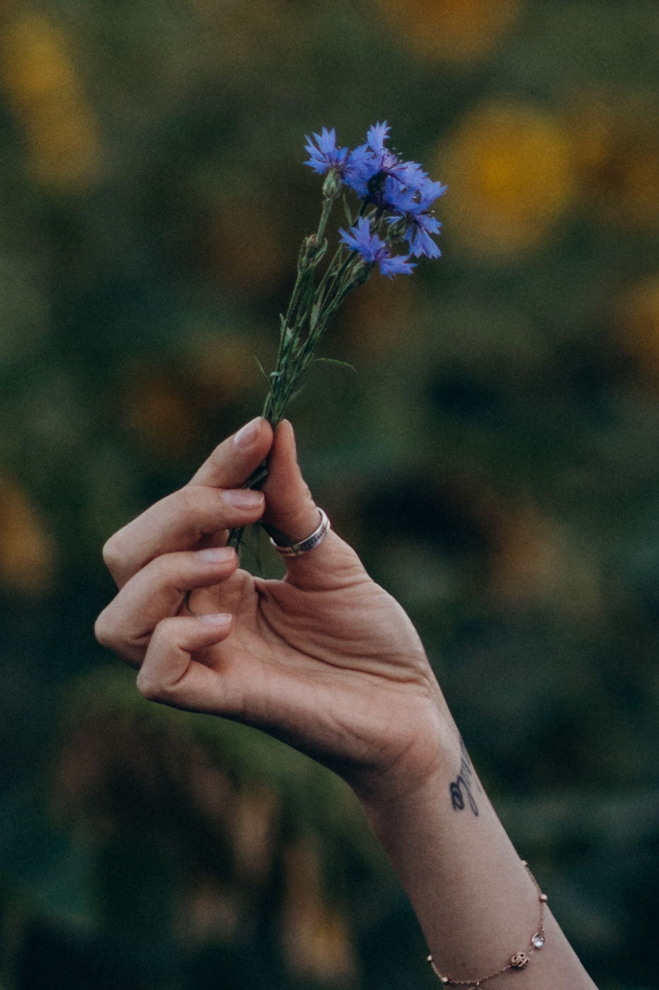 Фотосесія в пшениці та соняхах. Сімейний, дитячий та індивідуальний фотограф в м. Тернопіль, м. Львів