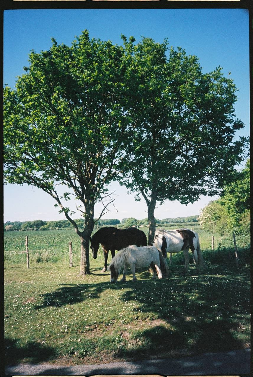 For Business. Family photography in Europe. Vienna, Bratislava, London, Dublin, Copenhagen, Amsterdam, Barcelona