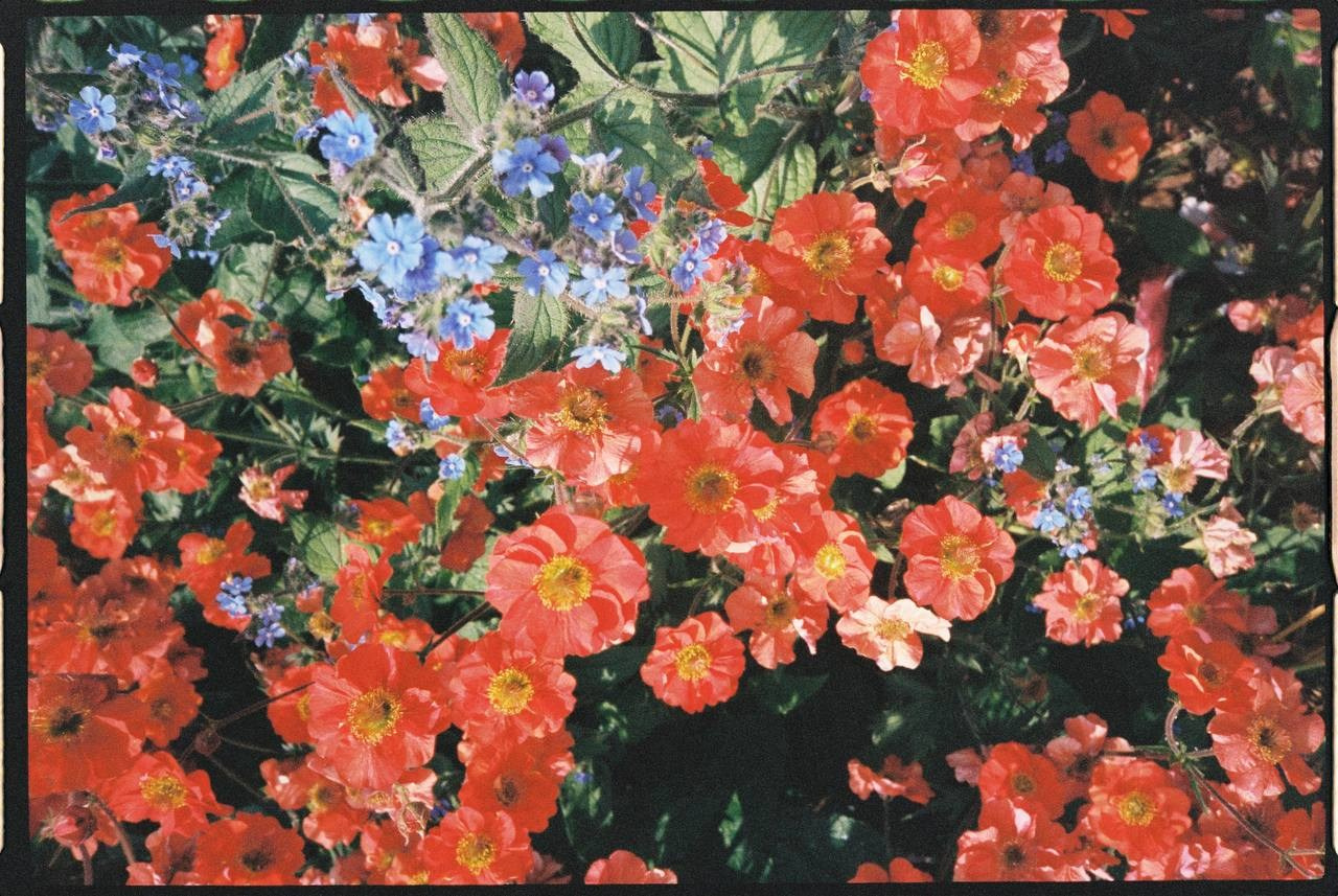 For Business. Family photography in Europe. Vienna, Bratislava, London, Dublin, Copenhagen, Amsterdam, Barcelona