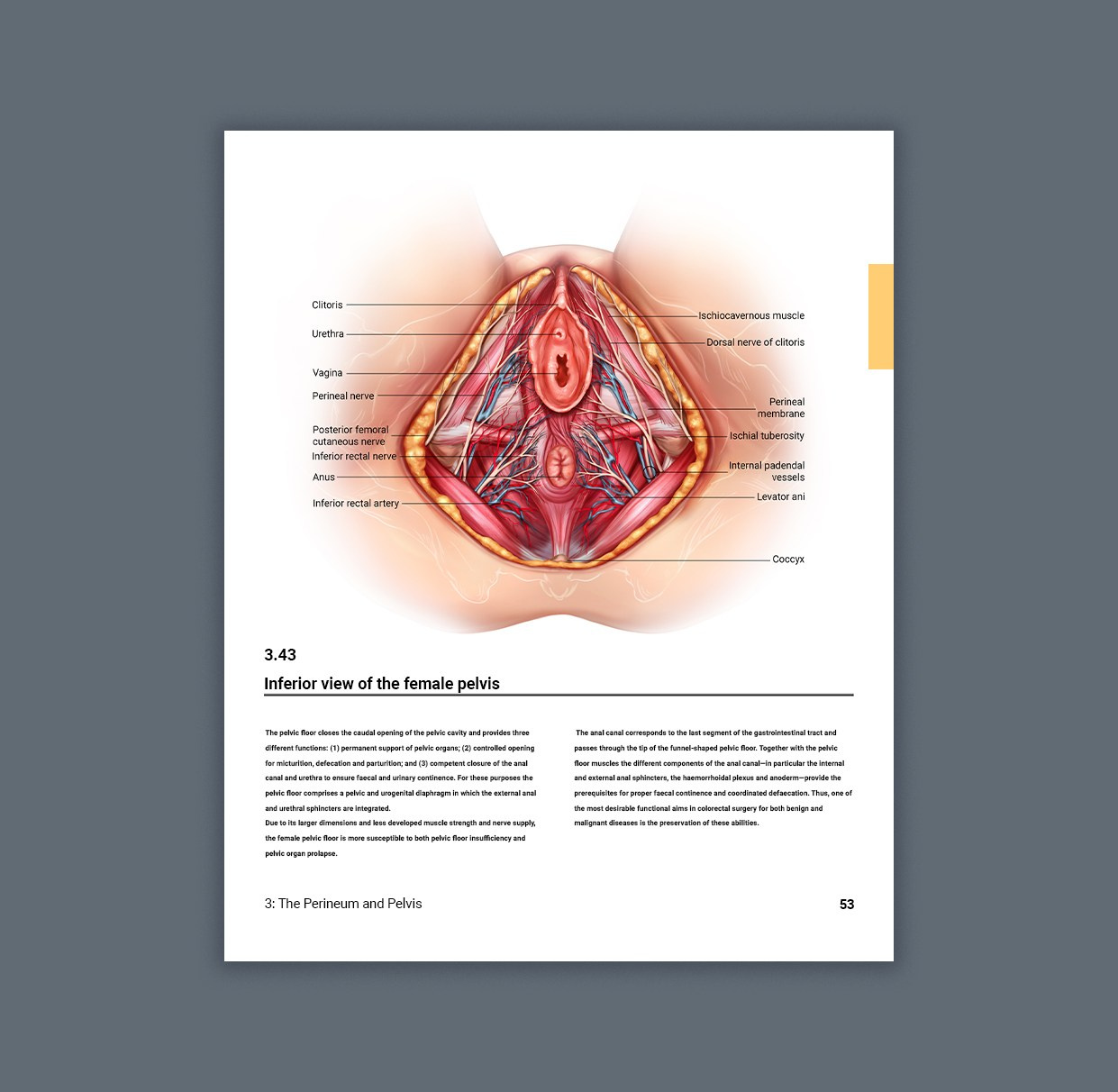 Inferior view of the anatomy of the female pelvis, focusing on the nerves and blood vessels. Designed for use in medical educational materials.