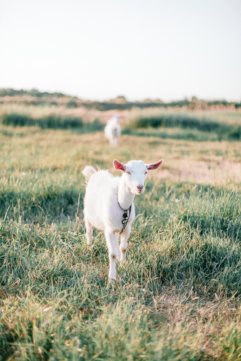 Field sunset. Diana Di — private photo editor for photographers