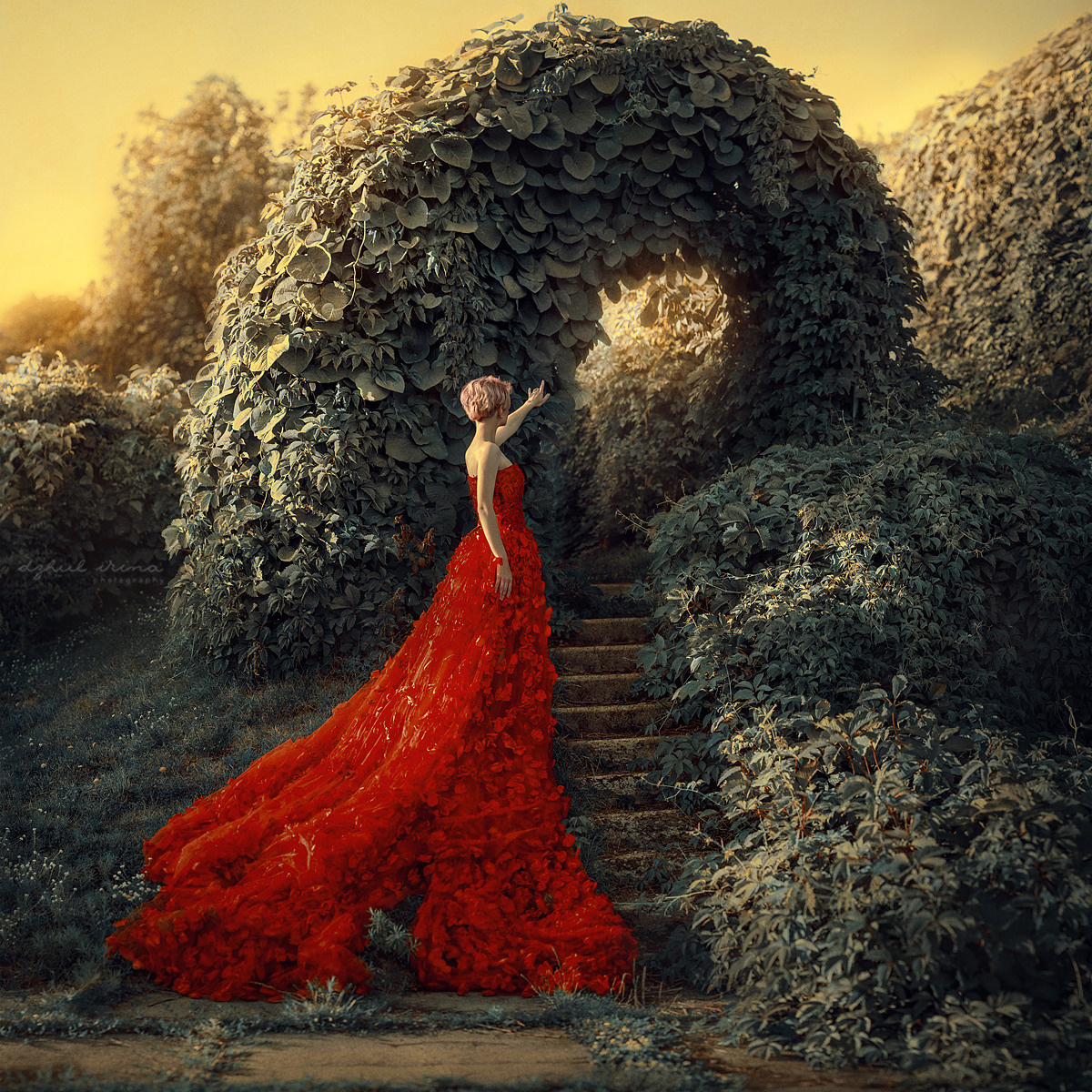Fine art Red Rose. Art photographer in Amsterdam, the Netherlands Irina Dzhul