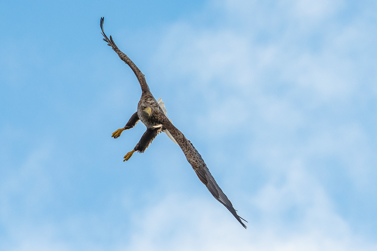 White-tailed eagle, Jūras ērglis, орлан-белохвост, Haliaeetus albicilla, bildēts Latvijā, fotografēts Latvijā, Aleksejs ŠarIpins, Aleksey Sharypin.