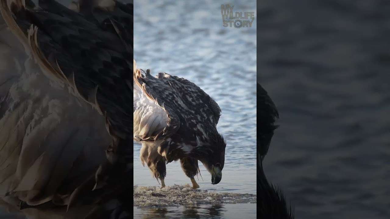 My Wildlife Story — videos