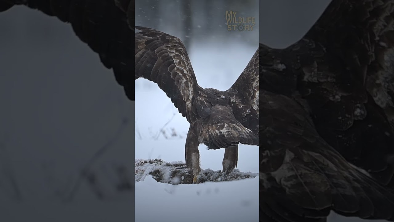 My Wildlife Story — videos