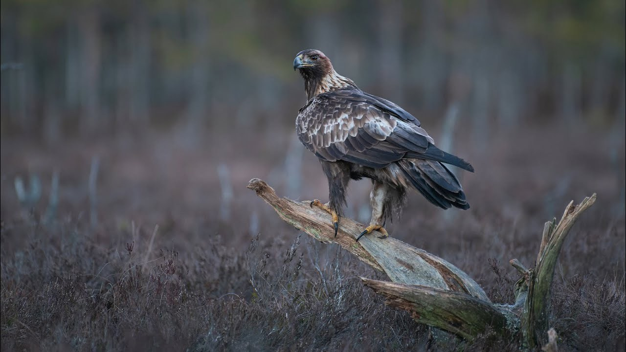 My Wildlife Story — videos