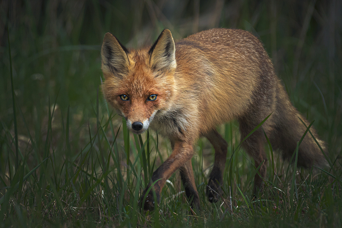 My Red fox gallery