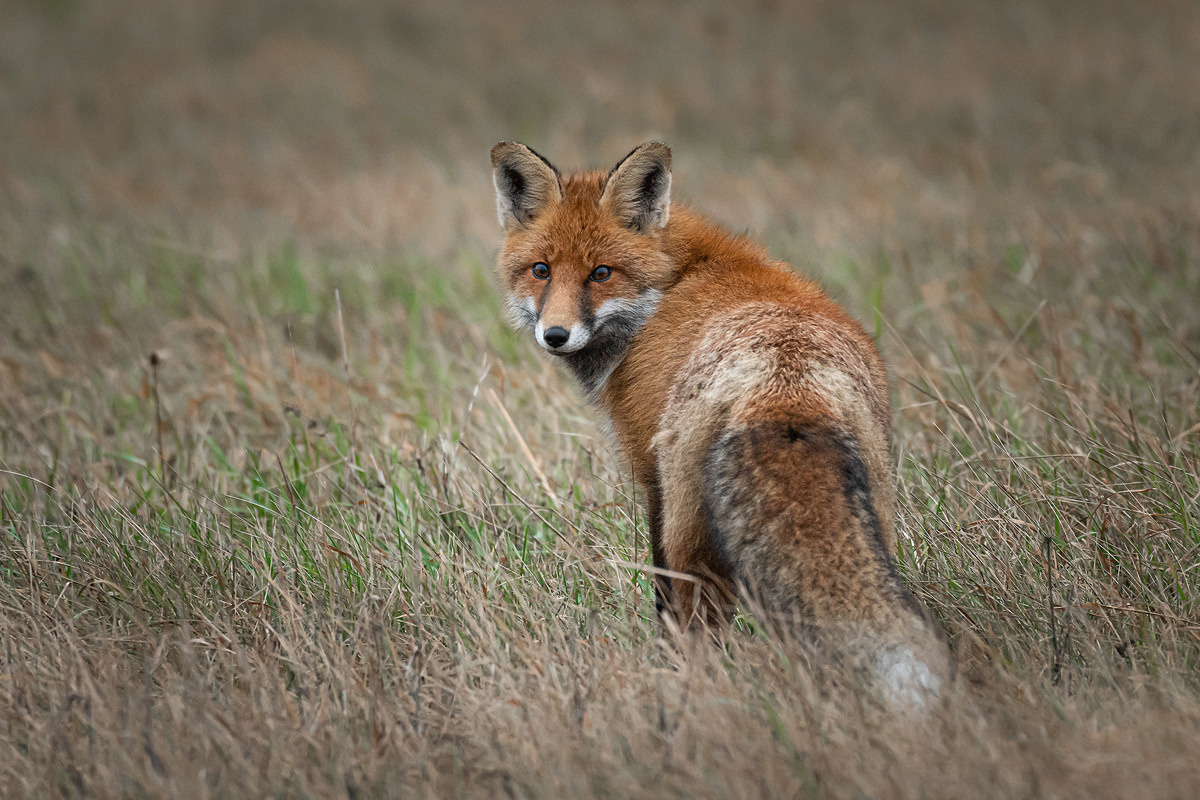 My Red fox gallery