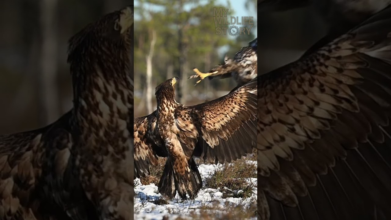 My Wildlife Story — videos