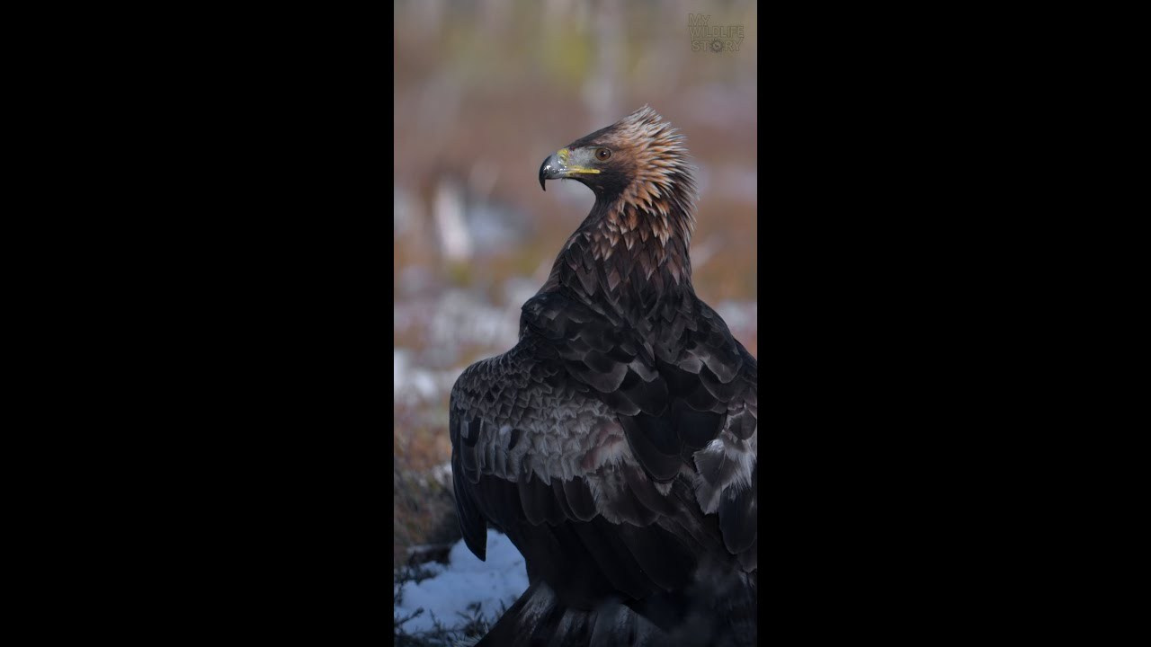 My Wildlife Story — videos