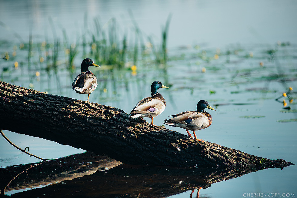 Яна та Олексій. Весільний та сімейний фотограф в Києві