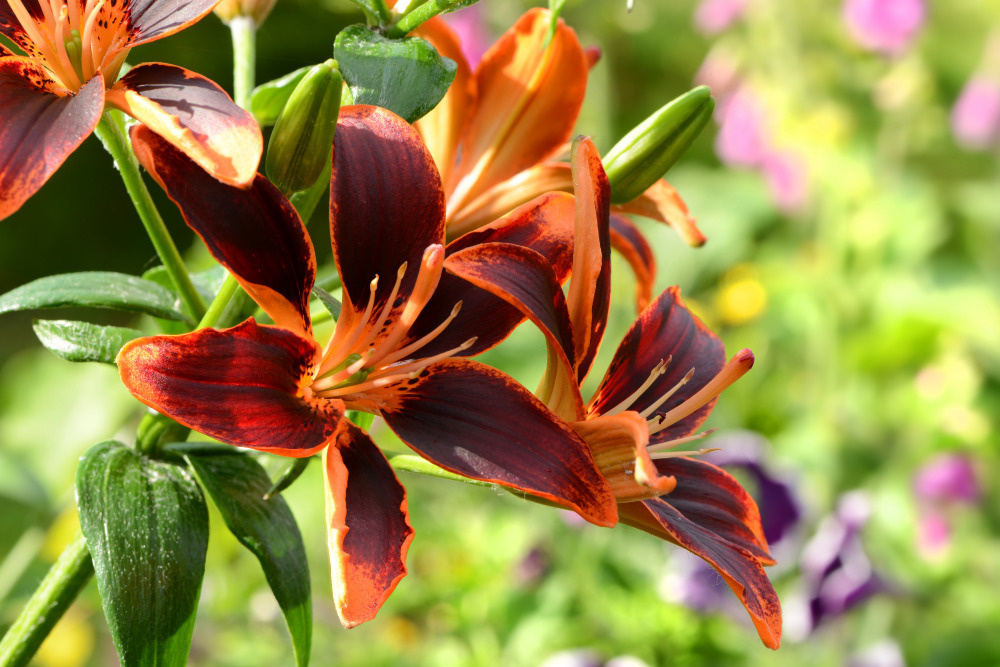 03 — цветы — растения — фрукты