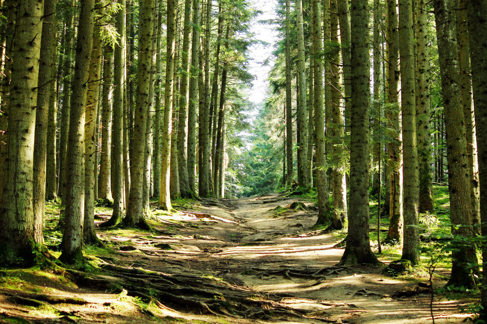 05 - природа и пейзажи