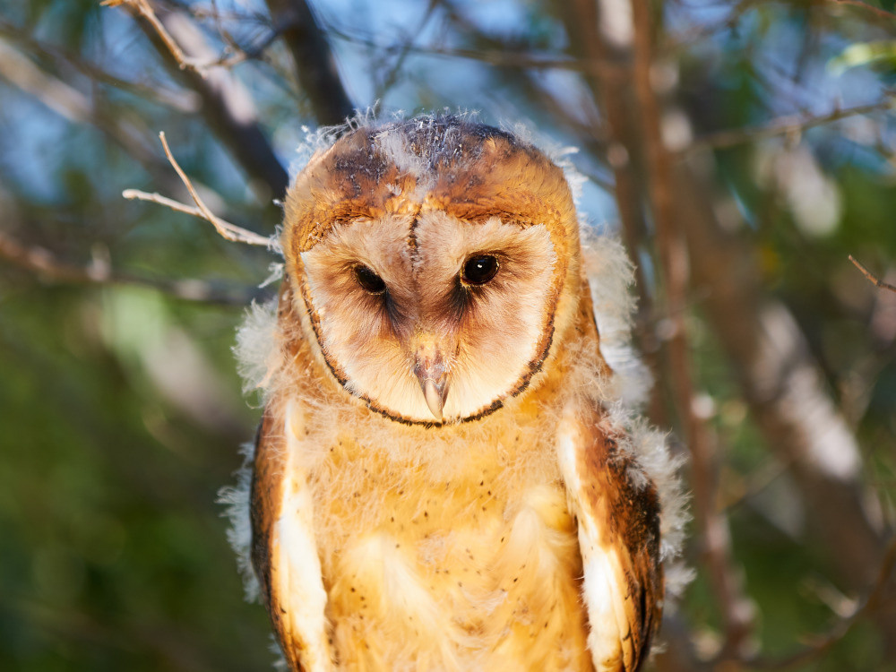 04 — животный и водный мир