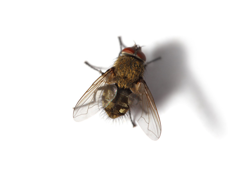 04 — животный и водный мир