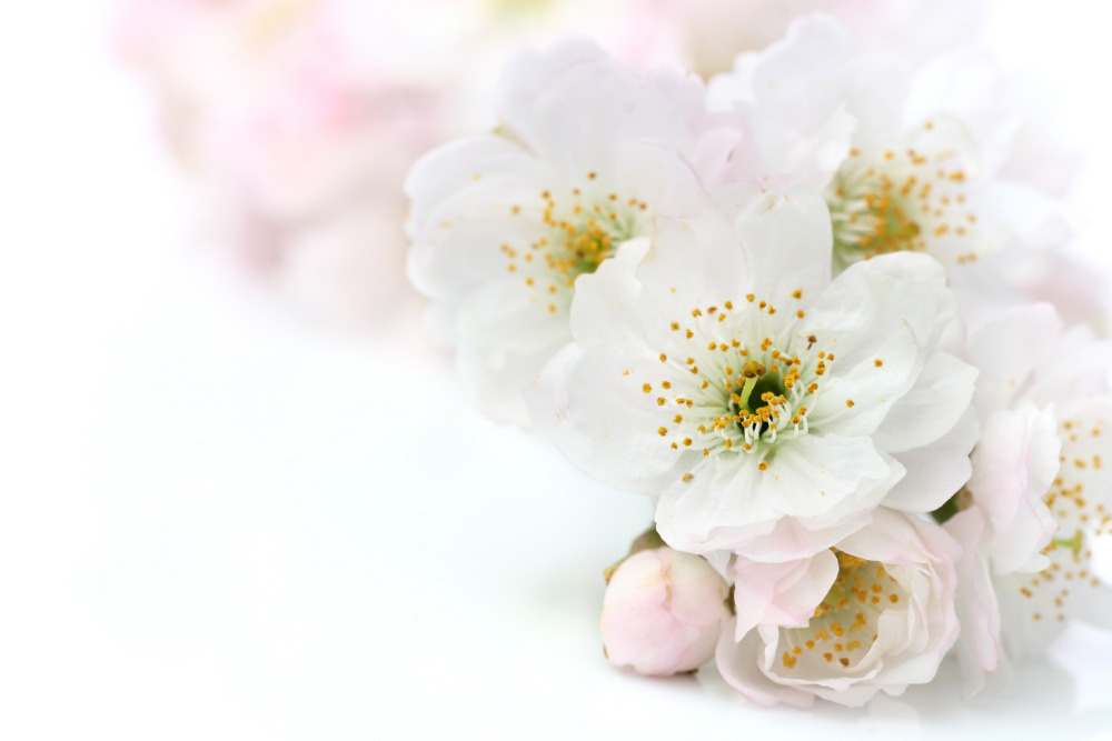 03 — цветы — растения — фрукты