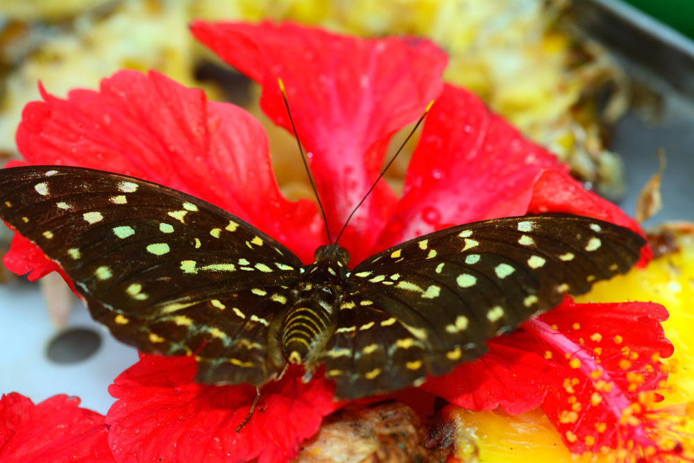 04 — животный и водный мир