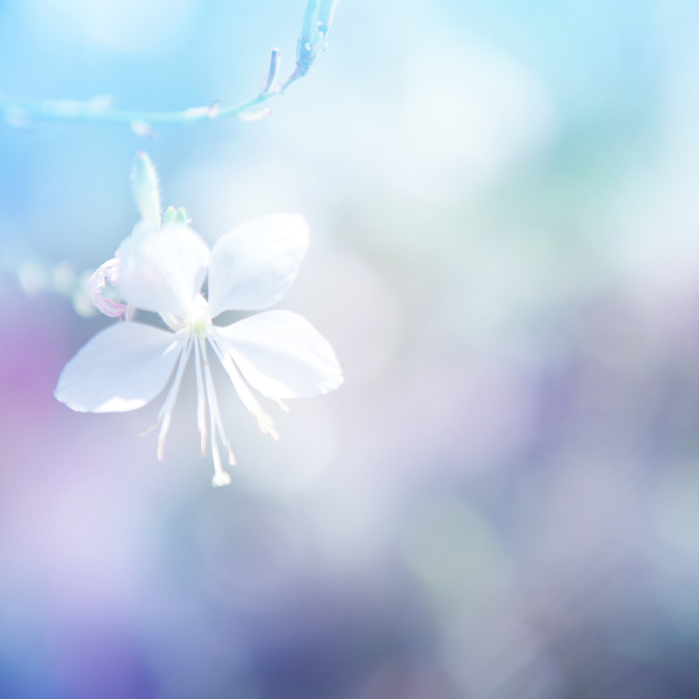 03 — цветы — растения — фрукты