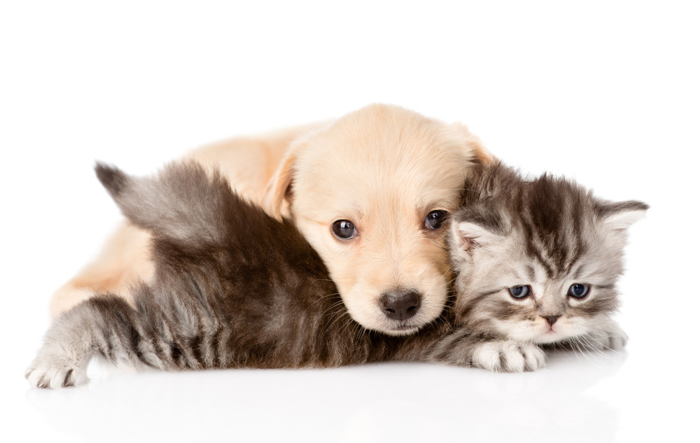 04 — животный и водный мир