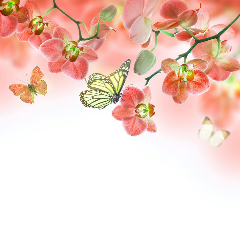 18 — бабочки