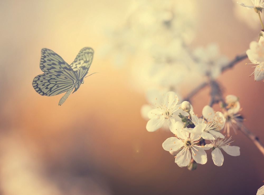 18 — бабочки