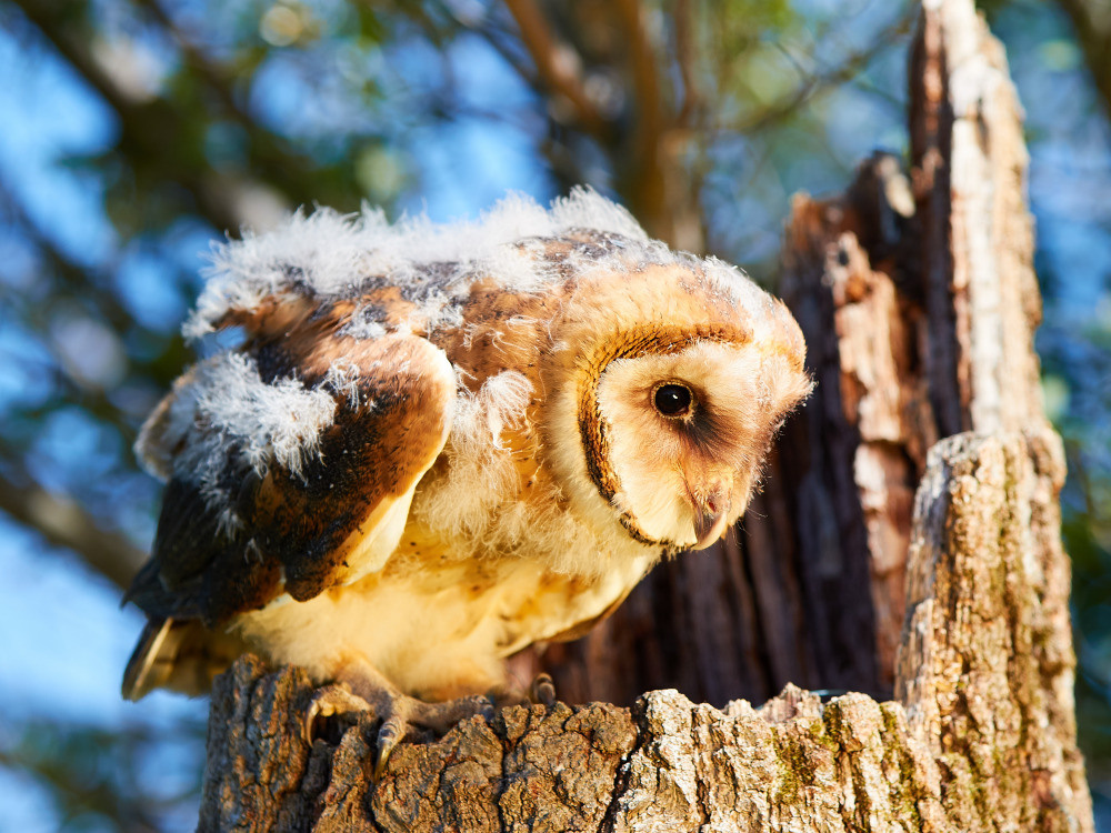 04 — животный и водный мир