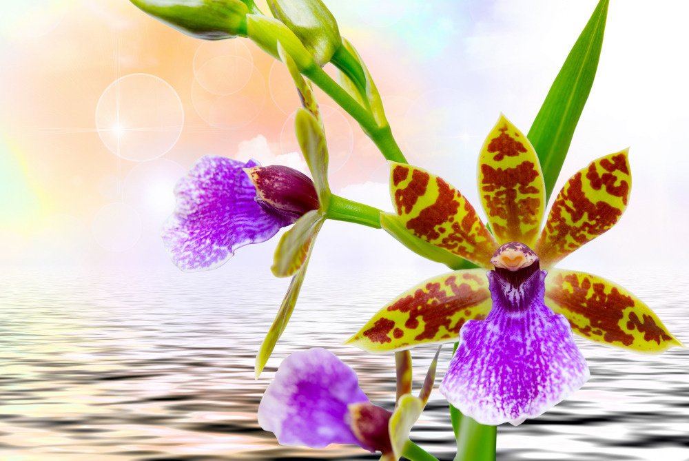 03 — цветы — растения — фрукты