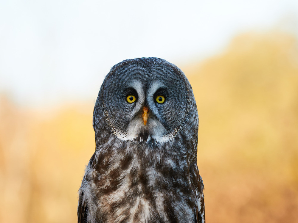 04 — животный и водный мир