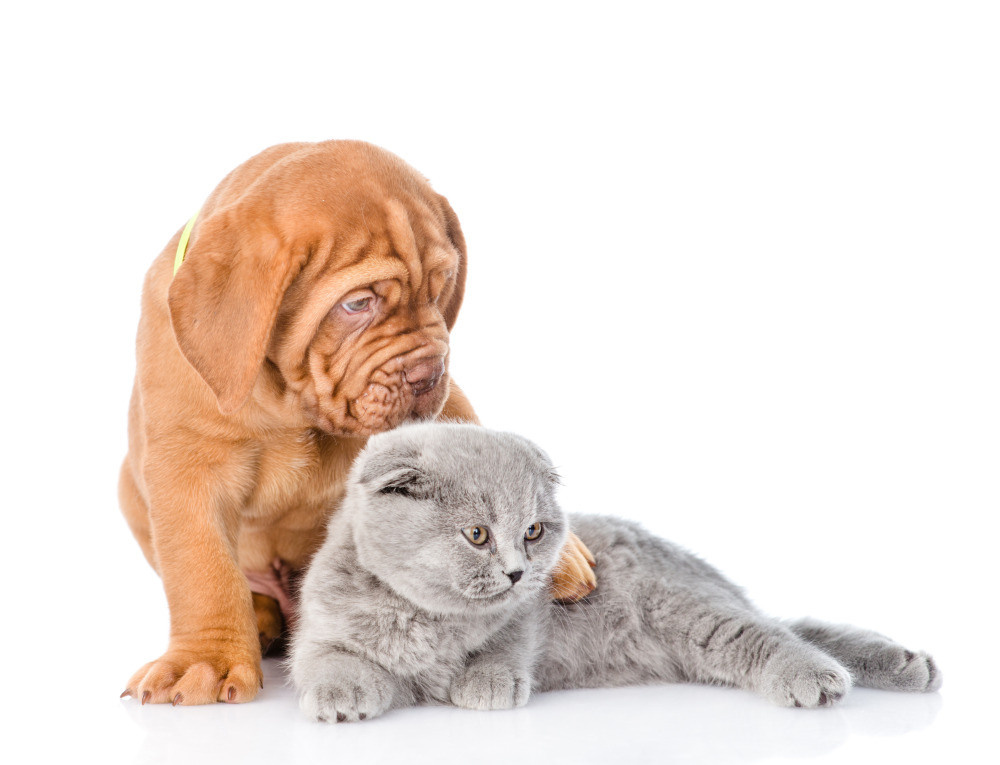 04 — животный и водный мир