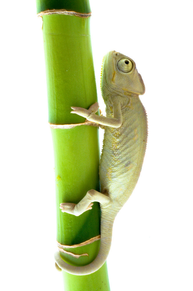 04 — животный и водный мир